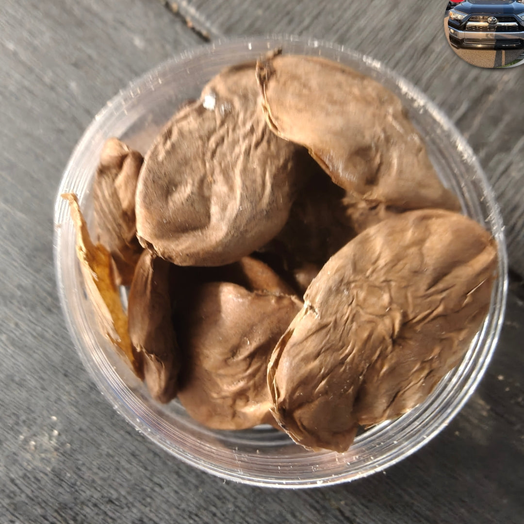 Akuamma seeds whole